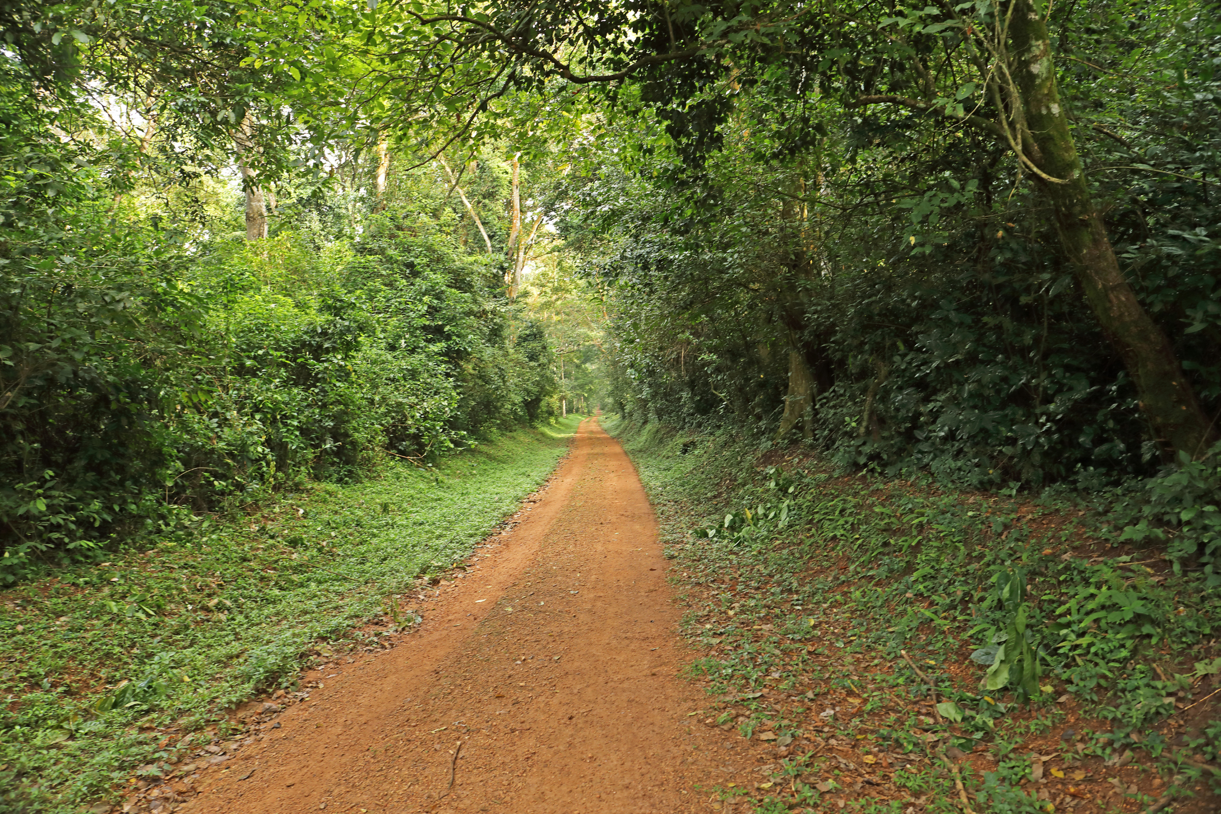 kibale national park (4).webp